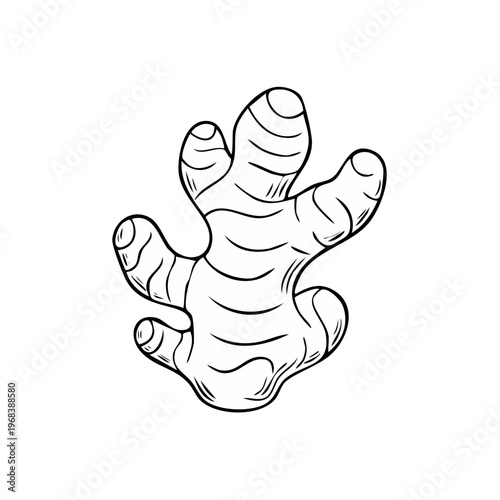 Hand-drawn outline illustration of a fresh ginger root with textured lines
