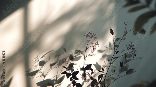 Delicate silhouetted sprigs of wild flora cast intricate shadows across a softly lit wall, evoking a sense of serene natural beauty