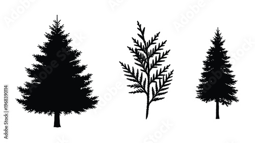 Three coniferous trees stand boldly against a white background silhouette