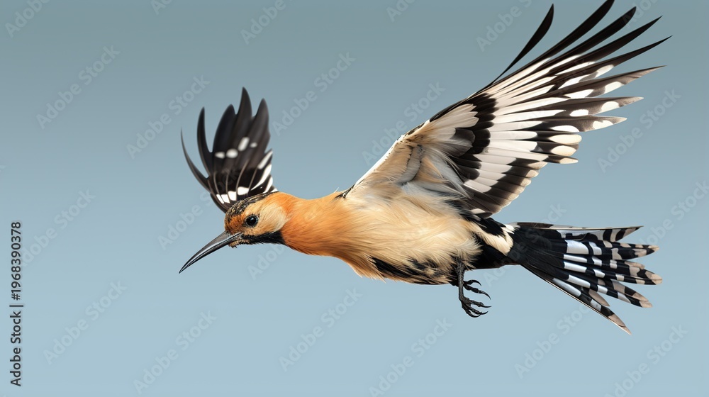 Fototapeta premium A brightly colored orange-brown bird in rapid flight with bold black and white wing pattern