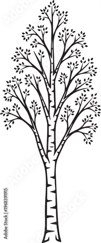 Slender birch tree silhouette with many branches for garden designs.