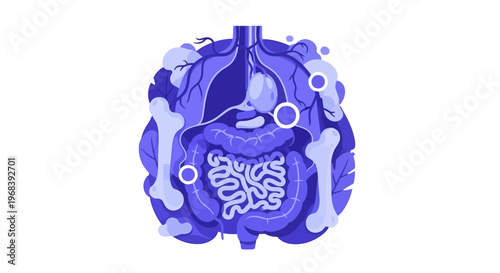 Human Abdomen Internal Organs Anatomy. Vector Icon. EPS Editable