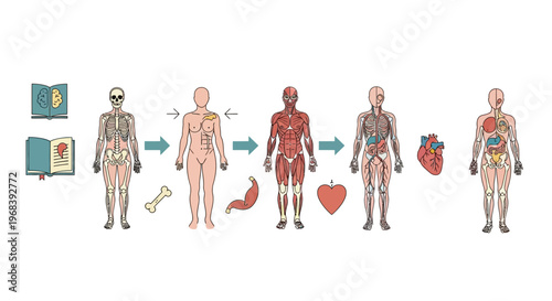 Human Body Anatomy Medical Illustration Series. Vector Icon. EPS Editable