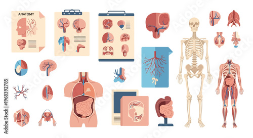 Human body anatomy medical model. Vector Icon. EPS Editable
