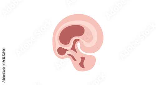 Human Brain Anatomy Medical Illustration. Vector Icon. EPS Editable