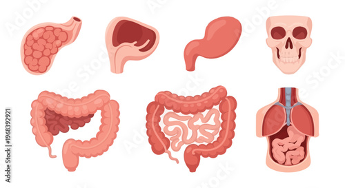 Human digestive system organs illustration. Vector Icon. EPS Editable