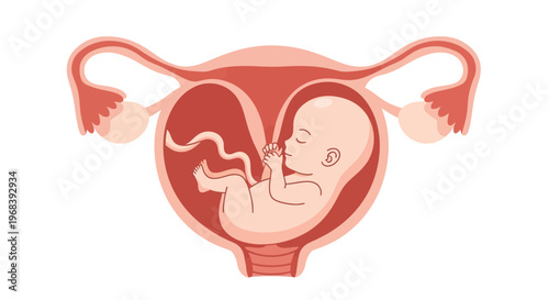 Human fetus in womb illustration. Vector Icon. EPS Editable