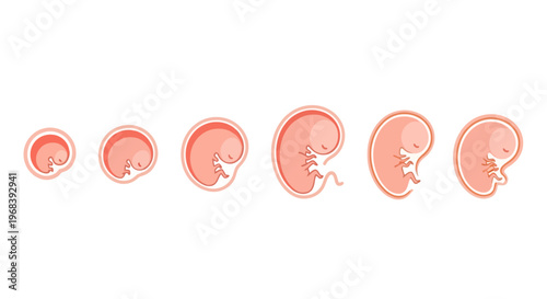 Human Embryo Development Stages. Vector Icon. EPS Editable