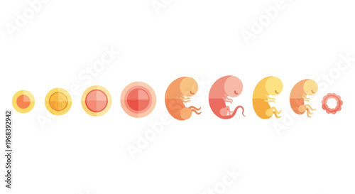 Human Embryo Development Stages 1. Vector Icon. EPS Editable