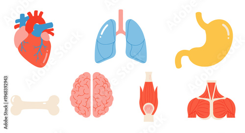 Human Internal Organ Illustrations. Vector Icon. EPS Editable