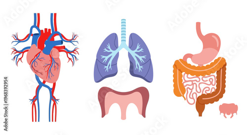 Human Internal Organs Anatomy Illustration 1. Vector Icon. EPS Editable