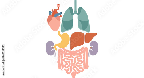Human Internal Organs Anatomy Illustration. Vector Icon. EPS Editable