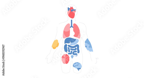 Human Internal Organs Anatomy Illustration 2. Vector Icon. EPS Editable