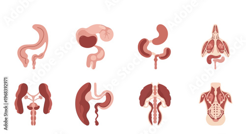 Human Internal Organs Digestive System Anatomy. Vector Icon. EPS Editable
