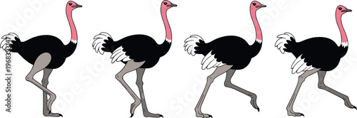 Ostrich walking animation sequence set with different leg positions African bird wildlife movement vector illustration collection