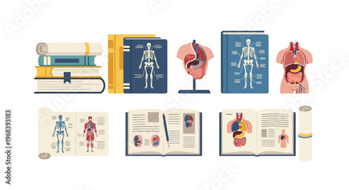 Anatomy human body model organs. Vector Icon. EPS Editable