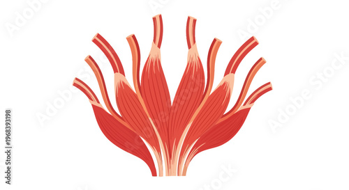 Anatomy illustration of human muscle fibers. Vector Icon. EPS Editable