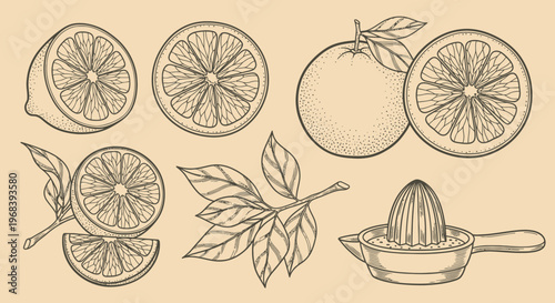 An outline sketch vector illustration of citrus fruits and leaves with a manual juicer