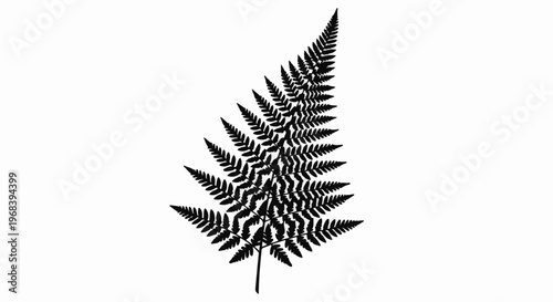 Black fern frond silhouette against a white background