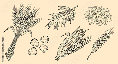 An outline sketch vector illustration of various grains and seeds including wheat, corn, and nuts in a simple agricultural setting.