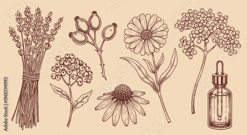 An outline sketch vector illustration of various plants and herbs with a dropper bottle