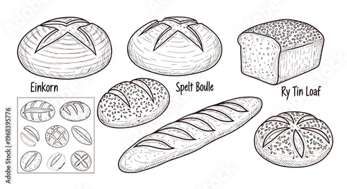 An outline sketch vector illustration of various bread types on a table