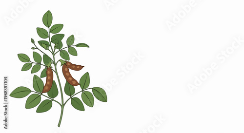 Carob tree illustration with green leaves, ripe brown pods on white background. Botanical carob tree depicts edible fruit processed into healthy ingredients, natural medicine.