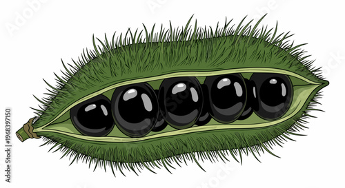Green seed pod illustration with dark seeds inside, depicting botanical structure and growth cycle. This vibrant green seed pod showcases its unique hairy texture and smooth black seeds,