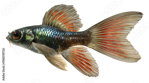 fish isolated on white backdrop