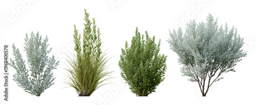 Wallpaper Mural Atriplex canescens and Calligonum comosum set against a white background in bright light. Torontodigital.ca