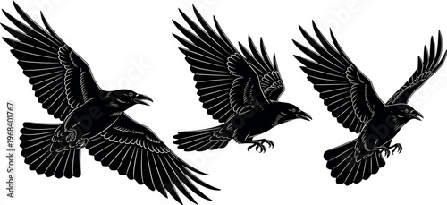 Black crow silhouette vector set with flying birds in different wing positions detailed raven wildlife illustration collection design