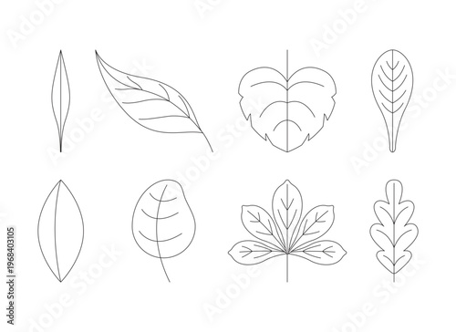 Contour leaves 2D line objects set. Lineart foliage. Seasonal nature. Botanical motifs. Different tree leaf shapes isolated cliparts vector ink outline items. Monochrome spot illustrations collection