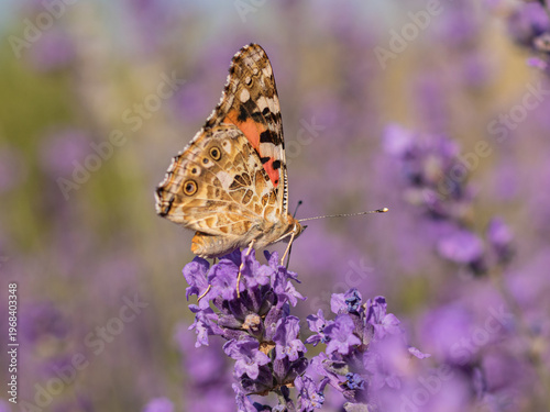Fotografía Painted lady butterfly resting on lavender, Vanessa cardui in summer