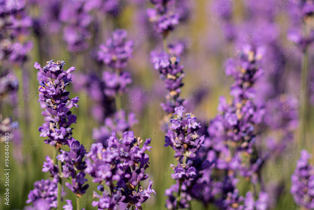 Fototapeta premium Lavender flowers background with soft focus, purple floral pattern