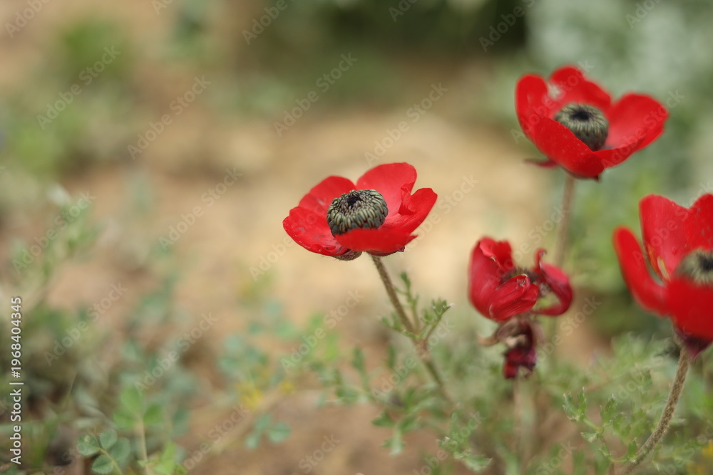 Obraz premium Wild red Anemone coronaria flowers blooming in spring nature. A stunning close-up of vibrant red Anemone flowers (Windflower) in a natural meadow. The images feature a soft blurred green background, h