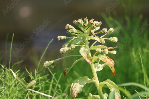 Butterbur sprouts become inedible once they flower