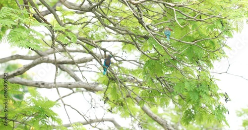 Blue Indochinese roller bird relax on tree branch city park Bangkok Thailand