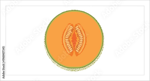 Stylized illustration of a vibrant cantaloupe half, showcasing its bright orange pulp and intricate seed pattern against a clean white backdrop