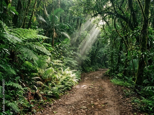 Sunlight filtering through lush green jungle canopy onto a muddy forest path