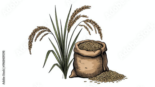 rice plant with a burlap sack of rice grains  agriculture and food concept