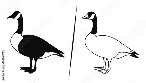 Two wild white geese and a lone goose stand by the water, showcasing elegant feathers and beaks in a serene nature setting with waterfowl wildlife