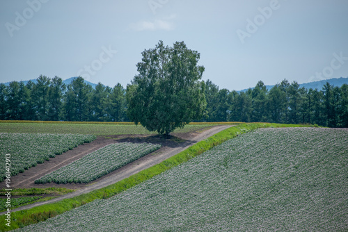 花が満開のジャガイモ畑とシラカバの木

