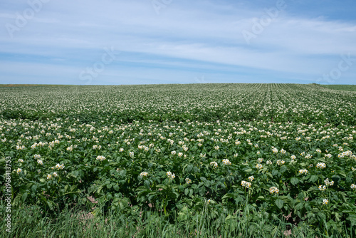白い花が満開のジャガイモ畑と青空
