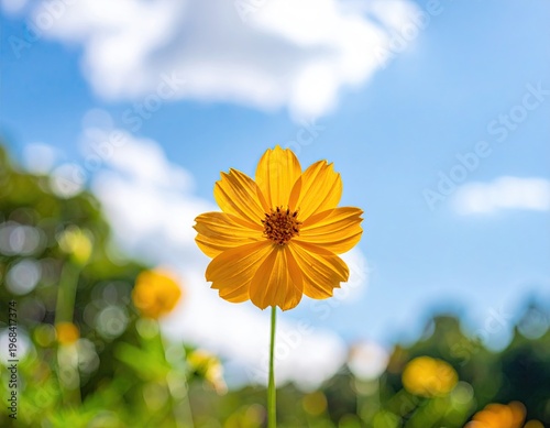 Bright Yellow Flower Blooming Under Blue Sky.