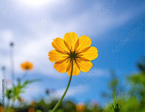 Close Up Yellow Flower Blooming Under Blue Sky.