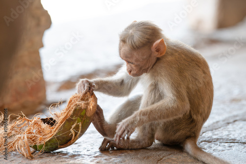 Schilderij op canvas Barbary macaque rhesus monkey eating coconut, wildlife of Hampi India, jungle an