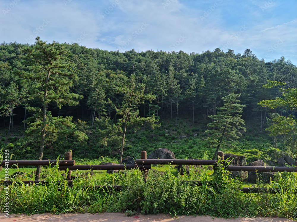 Fototapeta premium It is a dense forest with a wooden fence.