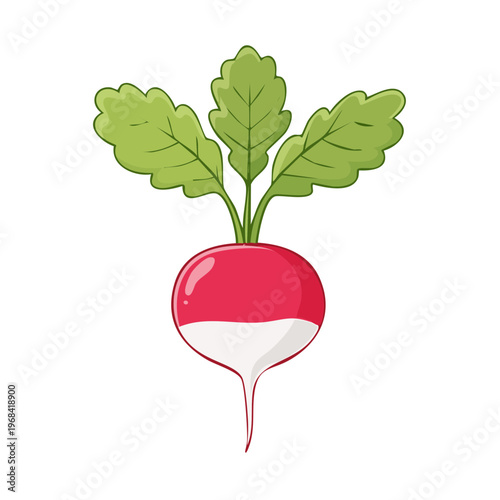 Fresh red radish with green leaves isolated on white background cartoon illustration