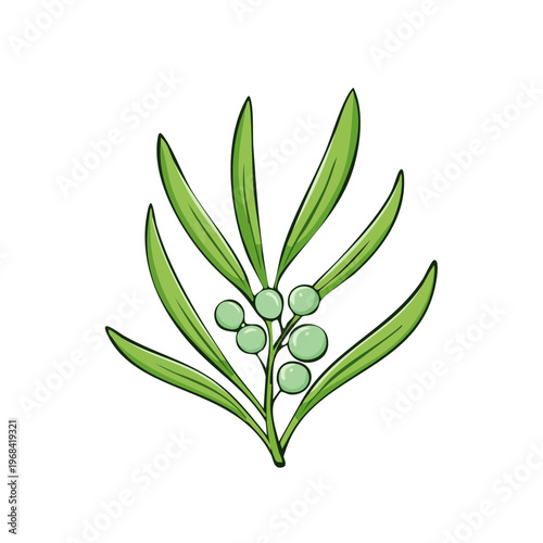 Green mistletoe sprig with round berries and long leaves hand drawn illustration