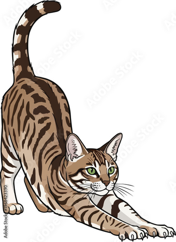 Arabian Mau cat stretching relaxed yoga pose vector illustration